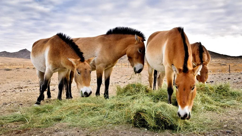 Klisny Převalského z pražské zoo