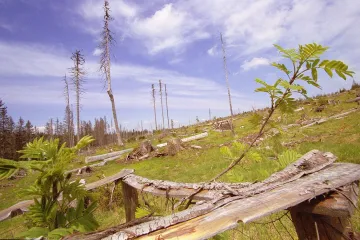 Posvátný brouk prohrává, blokádisté vyčkávají