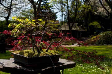Rozkvétající krása zraku odkrytá. Botanická zahrada v pražské Troji znovu otevřela své brány 