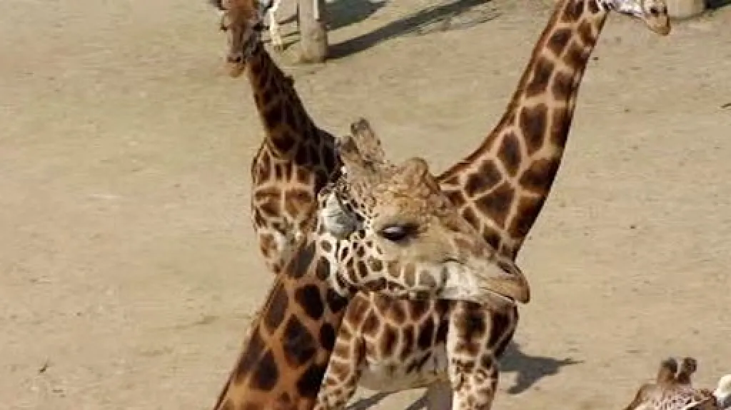 Žirafy v pražské zoo