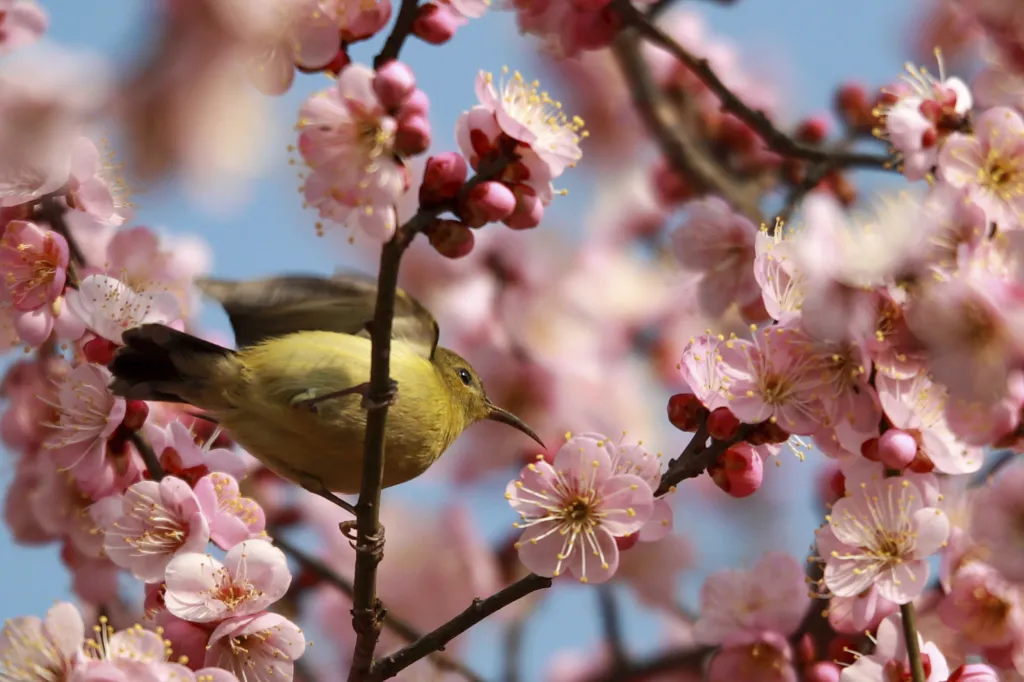 Kvetoucí sakury v Tokiu navštěvují i rozmanité druhy ptáků