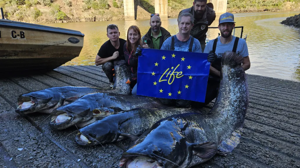 Část úlovku pomocí long-lines. V popředí sumec o velikosti 222 centimetrů a hmotnosti 76 kilogramů