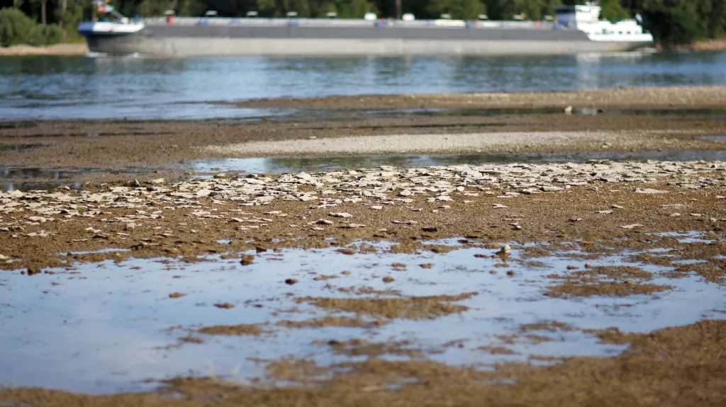 Vyschlé okraje Rýna poblíž Nackenheimu v německé spolkové zemi Hesensku