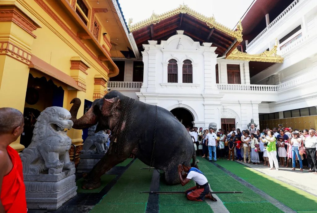 Uctívání slonů v chrámu Gangaramaya Temple
