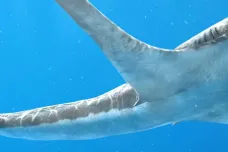 Výjimečný pravěký žralok měl ploutve jako orlí křídla. Chováním připomínal mantu