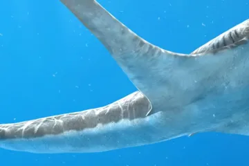 Výjimečný pravěký žralok měl ploutve jako orlí křídla. Chováním připomínal mantu