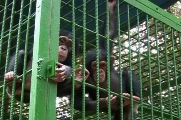 Pavilon primátů zůstane měsíce zavřený. Město shání umělé stromy