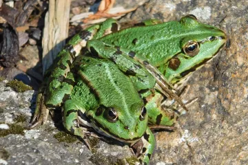V Poodří žijí jen samci skokanů zelených, rozmnožují se podivným klonováním