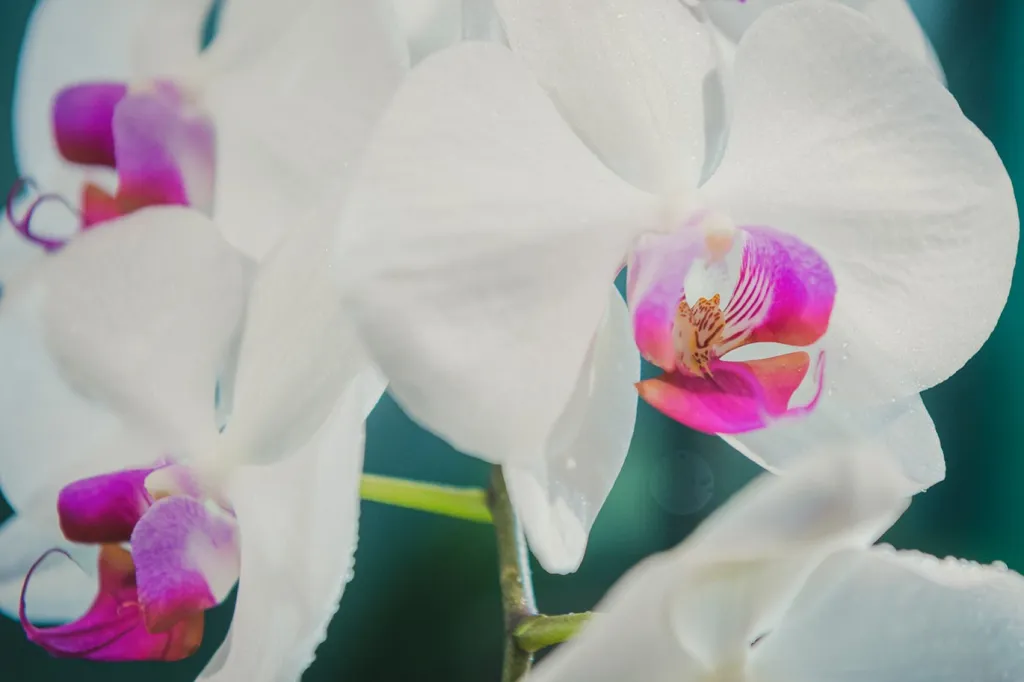 Detail květu orchideje