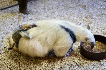  Ve zlínské zoo se narodilo mládě mravenečníka čtyřprstého