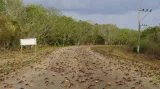 Krabi z okolních lesů přecházejí dálnici na své cestě do moře za účelem tření u pláže Giron na Kubě.