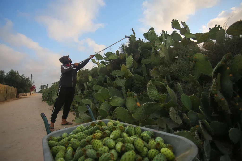 Poslední sklizeň kaktusů v oblasti jižní Gazy kolem města Chán Júnis