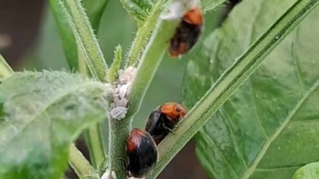 Dravé berušky požírají červce