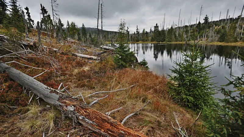 Národní park Bavorský les