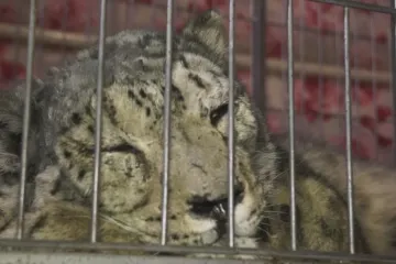 Smutný levhart sněžný. O vzácnou šelmu, kterou někdo postřelil, pečují kyrgyzští záchranáři