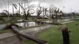 Popadané palmy následkem hurikánu Sandy na Kubě
