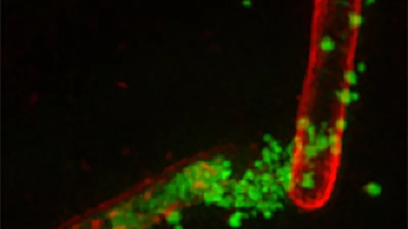 Polymery (zelené) útočí na bakterii (červená)