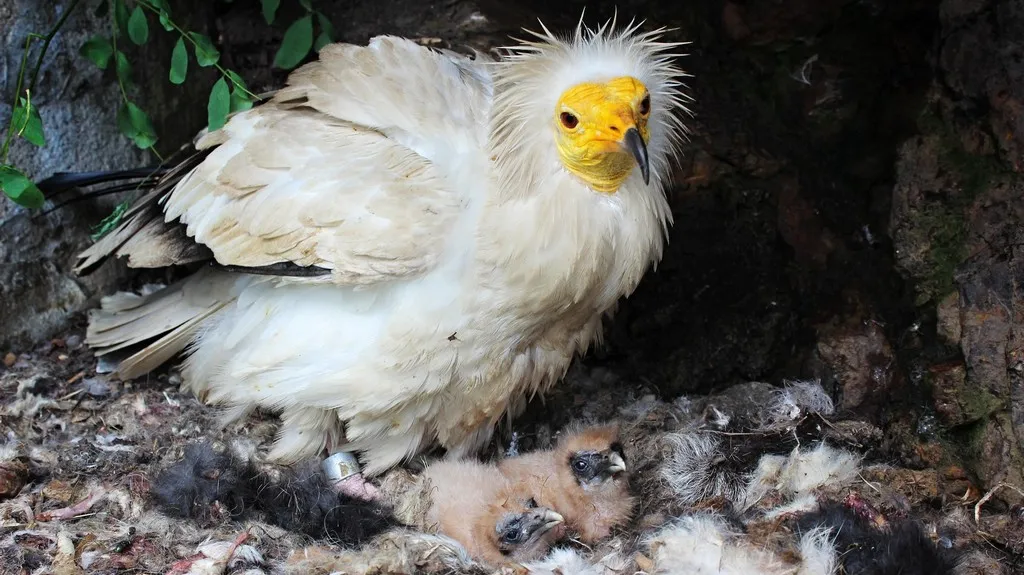 Mláďata supa mrchožravého se svým adoptivním rodičem