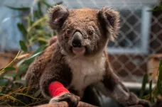 Austrálie přišla za tři roky o třetinu koalů, hrozí jim vyhynutí
