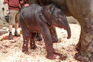 V pražské zoo se narodilo slůně. A další mládě je v Údolí slonů na cestě