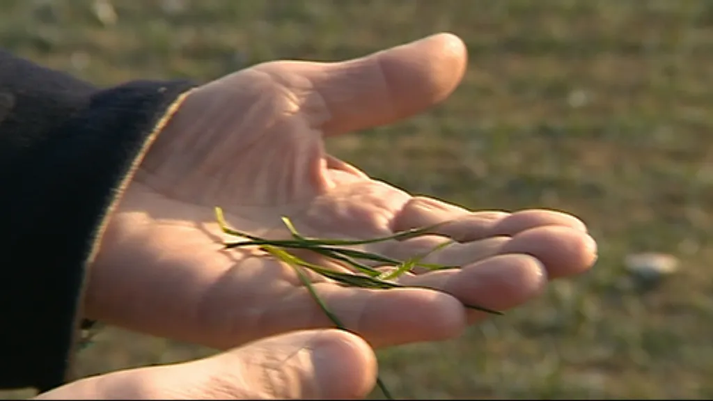 Před mrazem běžně rostliny chrání sníh