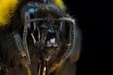 Změna klimatu ohrožuje včely. Podle studie se budí po zimě dříve a nemusí najít dost potravy