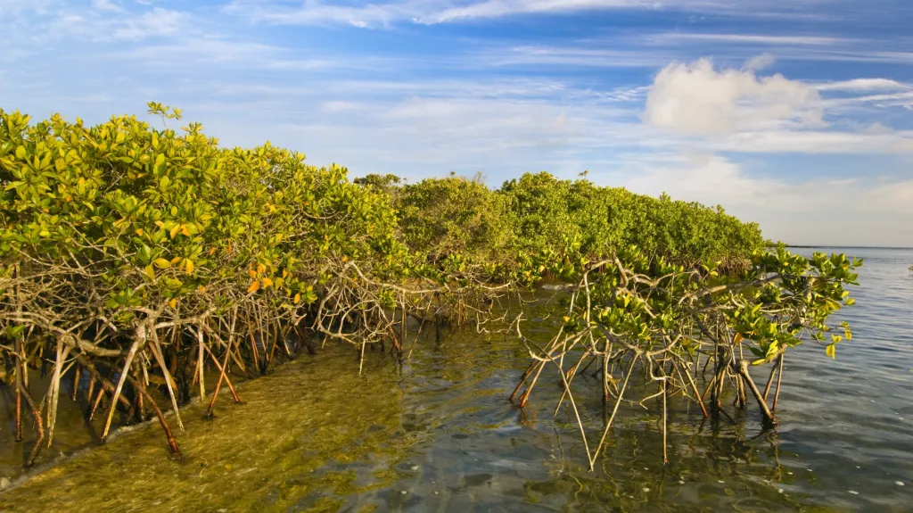Mangrove, ilustrační foto