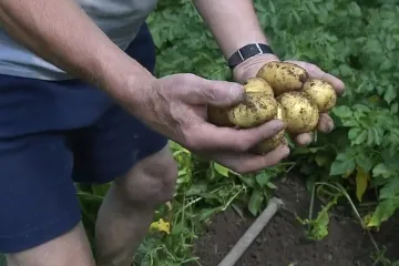 Stoupá zájem o odolnější odrůdy brambor a vína. Pěstování se má obejít bez zbytečné chemie