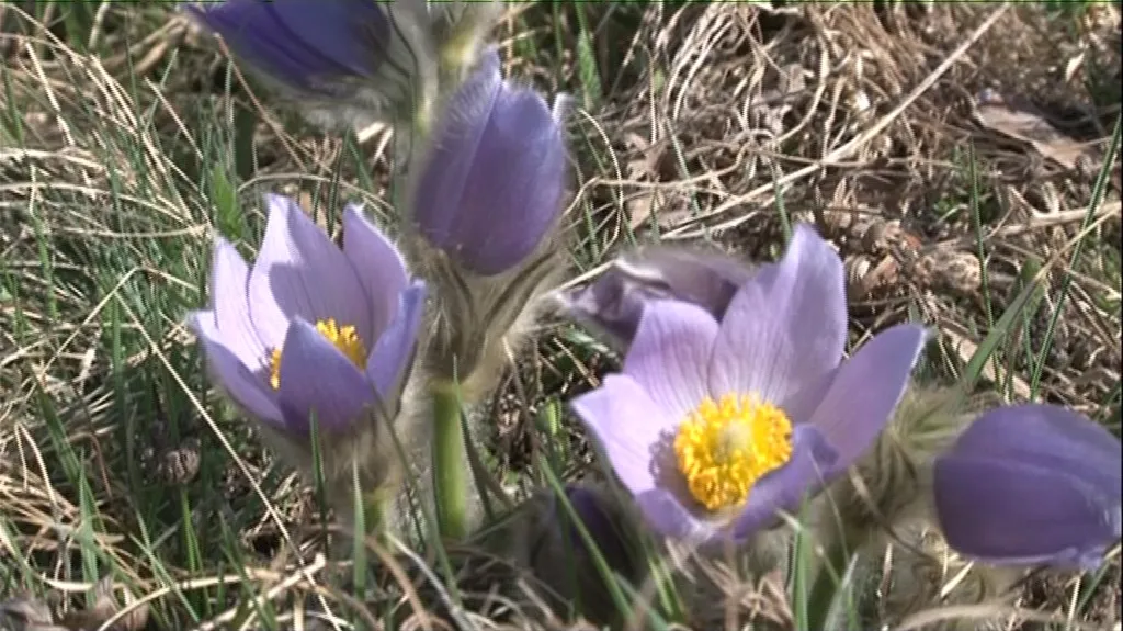 Koniklec velkokvětý