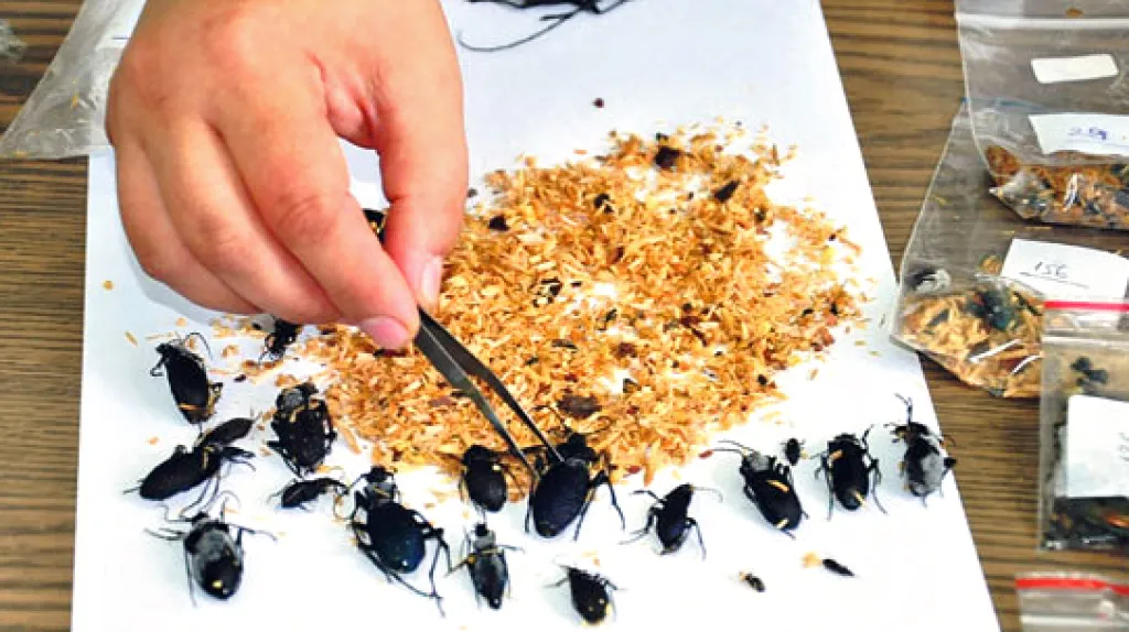 Brouci zabavení na turecko-bulharské hranici