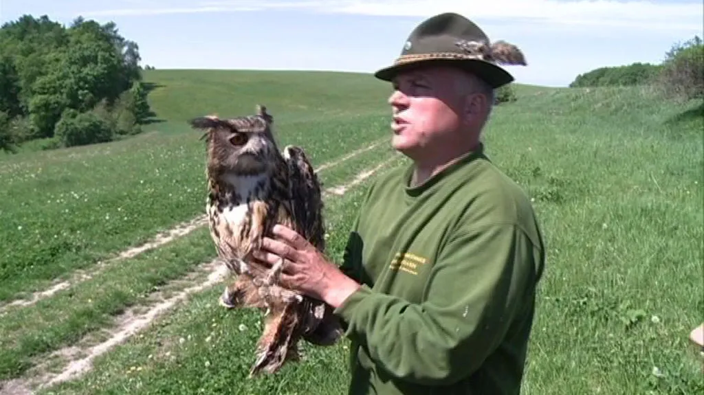 Zachráněný výr velký