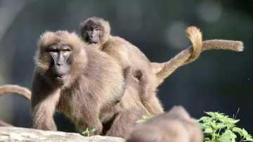 Zlínská zoo odchovala mláďata dželad hnědých