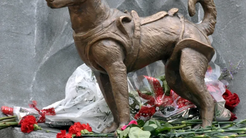 Lajka má i svůj památník – sochu a pamětní desku ve Hvězdném městečku nedaleko Moskvy, ve kterém se připravují ruští kosmonauti. Památník psovi Lajce, jehož let do vesmíru před 60 lety připravil cestu kosmickým misím, byl v roce 2008 vztyčen i v areálu moskevského Ústavu vojenského lékařství, výzkumné instituce, která Lajčin let do vesmíru připravovala.