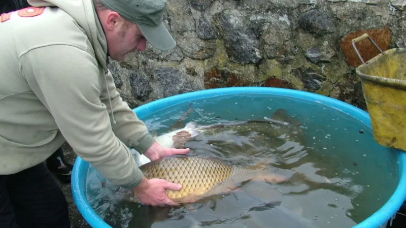 Výlov Jevišovické přehrady