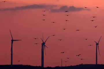 Větrné elektrárny zabíjí ptáky i netopýry. Čeští vědci představili metodu, jak riziko zmenšit