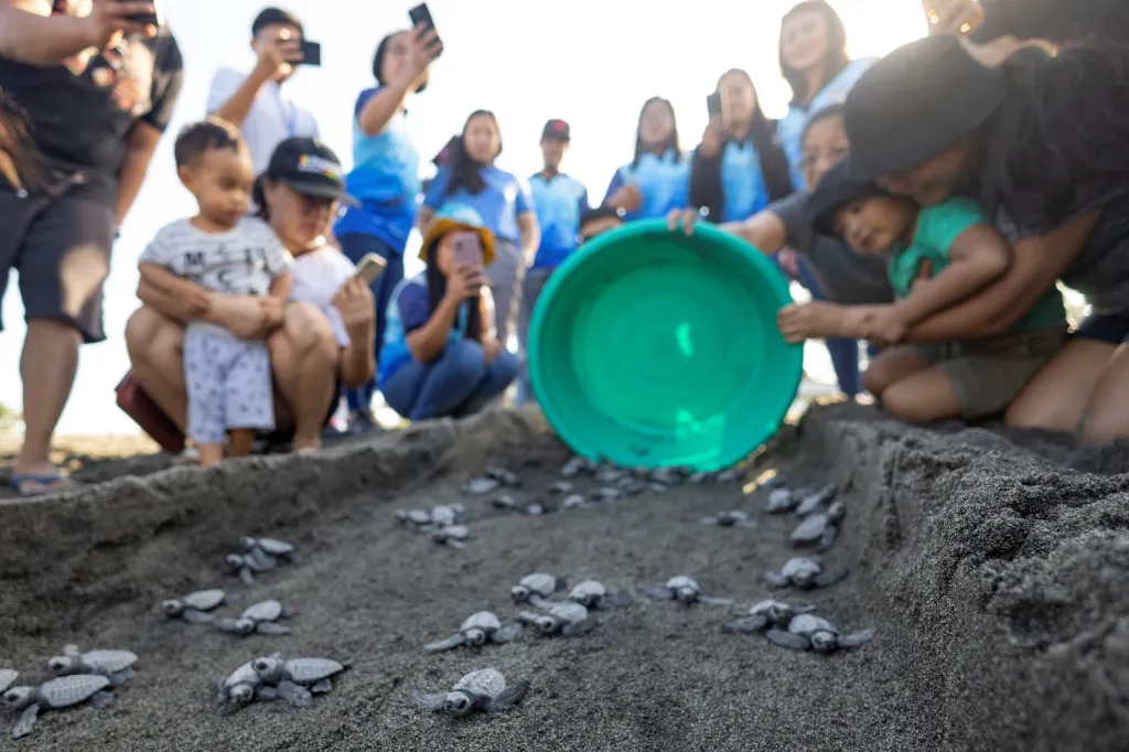 Malé želvičky míří k moři, kde je čeká boj s prvními vlnami