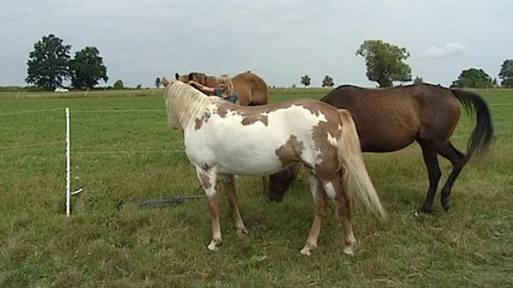 Záchranná koňská stanice