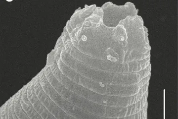 Vědci oživili čtyřicet tisíc let zmrzlé „červy“ ze sibiřského permafrostu