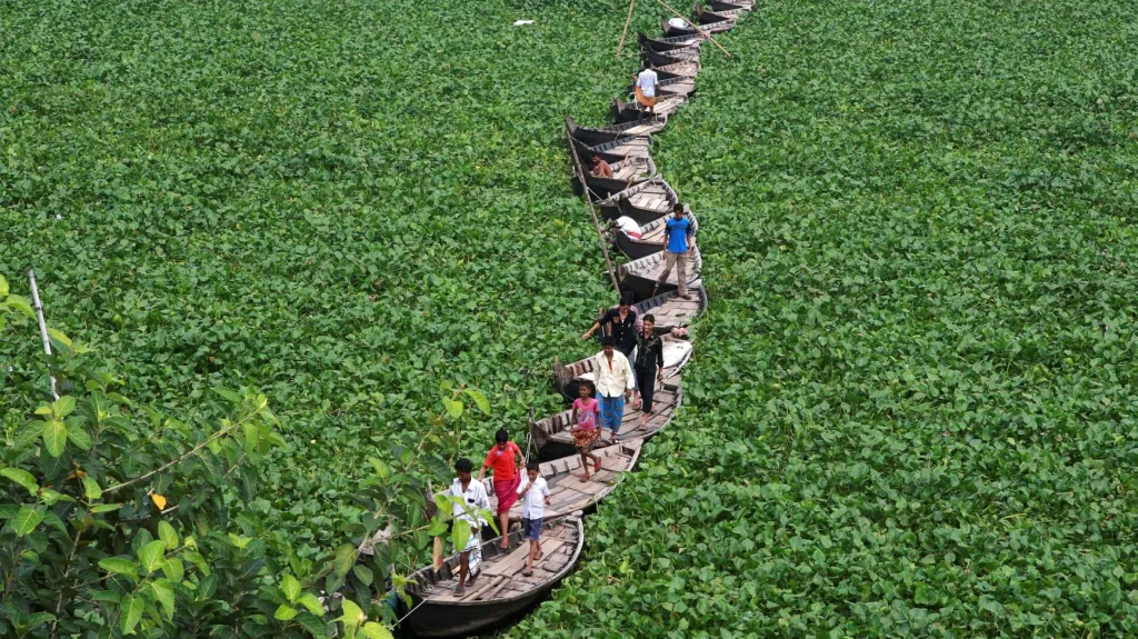 Invazivní hyacint v Bangladéši