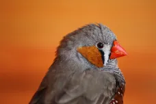 Hluk z dopravy zabíjí zpěvné ptáky. Zkracuje jim chromozomy