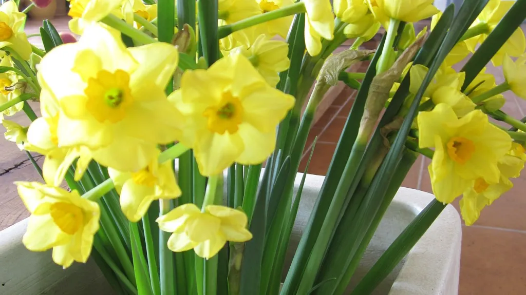 Z výstavy cibulovin v Boskovicích