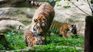 Mláďata tygra ussurijského s matkou