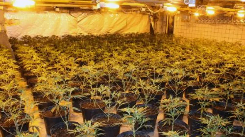 Pěstírna marihuany