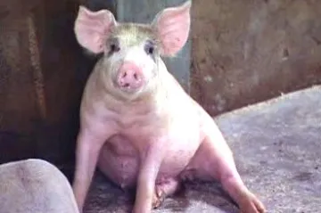 EK chce na jatkách „strážce milosrdné smrti“