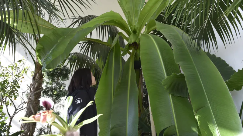 Rozkvetlý banánovník