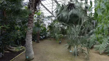 Palmový skleník Výstaviště Flora, Olomouc