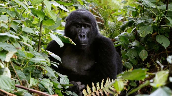 Ohrožená gorila východní