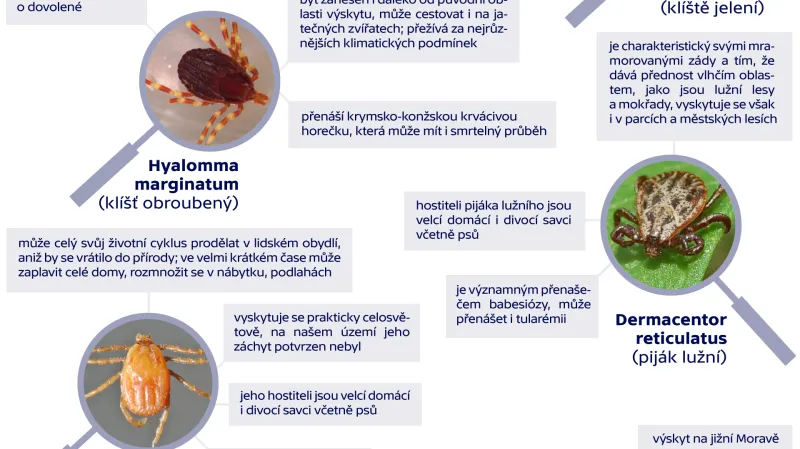Rozšířené druhy klíšťat