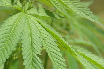 Po legalizaci spotřeba marihuany u mladistvých klesá, vyplývá z americké studie