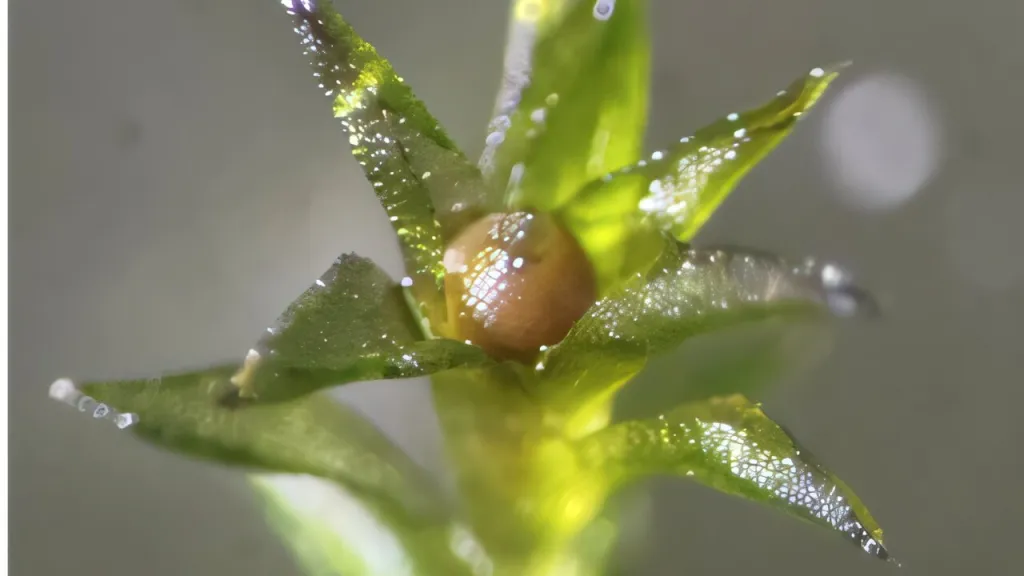 Mech Physcomitrium patens, který se vrátil z kosmu